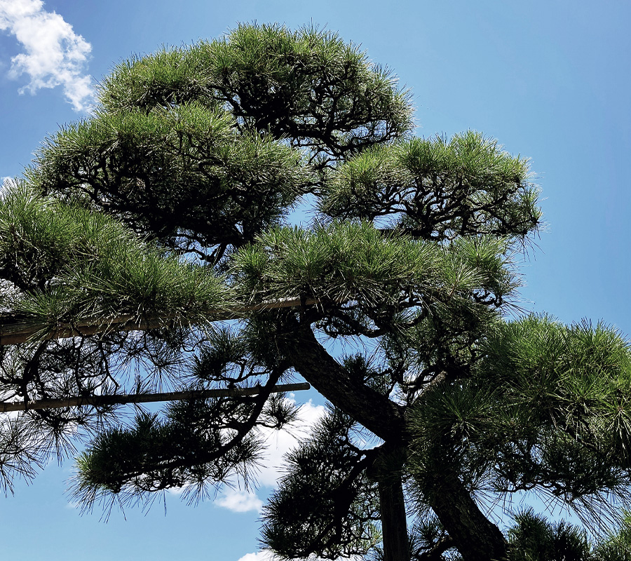 まずは現地調査・見積もりからご依頼ください